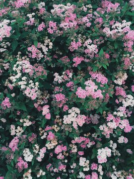 Bright flowers bloom in a garden during spring season with various shades of pink and white in the sunlight