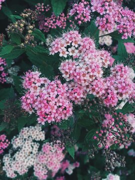 Bright flowers bloom in a garden during spring season with various shades of pink and white in the sunlight