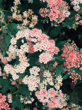 Bright flowers bloom in a garden during spring season with various shades of pink and white in the sunlight