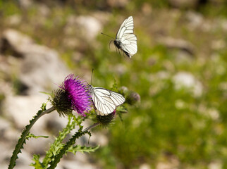 One white butterfly is sitting on a lilac flower, and another is flying towards it.