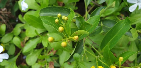Beautiful bunch of yellow flowers