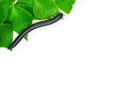 Black millipede julida on the leaf close up. Exotic pet centipede.