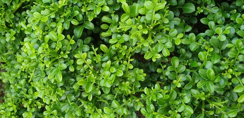 Greener small leaf plants for backgrounds