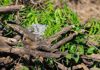pequeño pajaro marroncito de cola larga