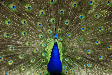 Obraz premium Der Pfau