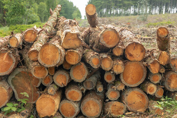 stack of logs