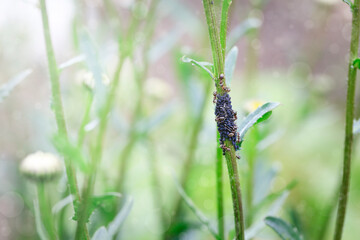 Ants and aphids on a flower stalk. Copy space for text.