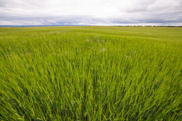 Fototapeta premium green wheat field