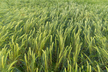 green wheat field