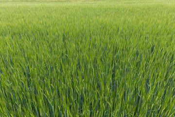 Green wheat field