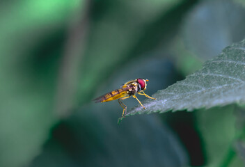 A cute fly is sitting on a green leaf 