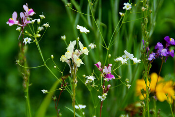 Bienenfreundliche Blumen