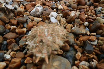 sea shells on the beach