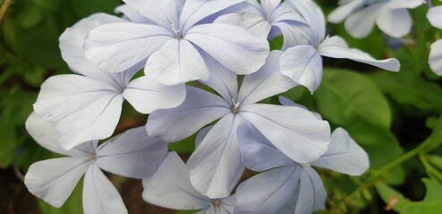 Colorful blue mixed white flower