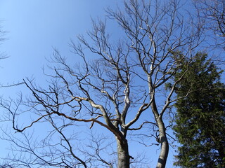 Gałęzie na tle nieba © TK_Office