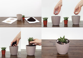 The process of transplanting plants into a brown pot, collage on a dark brown wooden table.