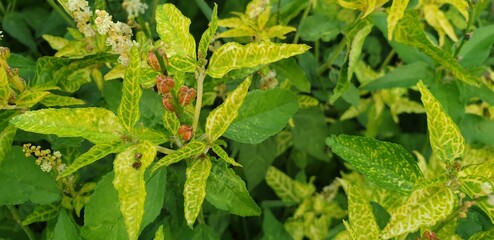 Small tree filled with beautiful flower