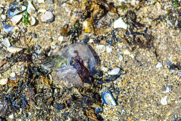 pollution on the beach