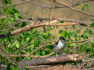 batará mayor​, batará grande, batará blanco y negro, chororó, hormiguero mayor u hormiguero grande, pajaro nego y blanco 