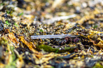 pollution on the beach