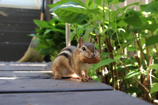 chipmunk holding a peanut in its mouth