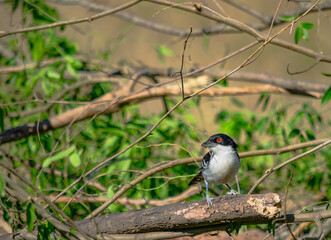 batará mayor​, batará grande, batará blanco y negro, chororó, hormiguero mayor u hormiguero grande, pajaro nego y blanco 