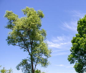 Beautiful fluffy green trees against a bright sky.