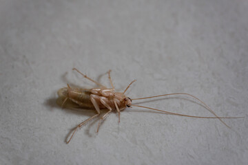 Cockroach