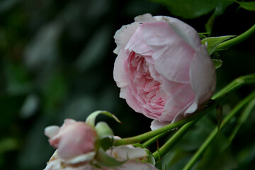 Rose Sorte Geoff Hamilton in rosa Blüte