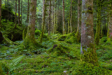 Fototapete bei efototapeten.de bestellen   