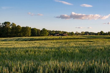 Country landscape. Summer. Green field of barley. Clear blue sky. Warm light. Forest in the distance. Countryside holidays.