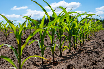 Young green sweet corn plants growing on farm field