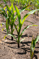 Young green sweet corn plants growing on farm field
