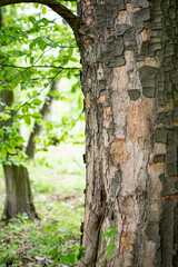 Tree trunk with bark peeling off. Green foliage. Forest. 