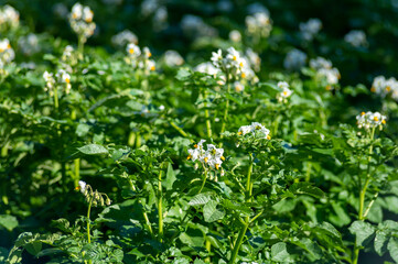 Farming in Netherlands, blossoming potato field in sunny day