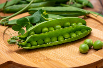 New harvest of ripe green peas legumes