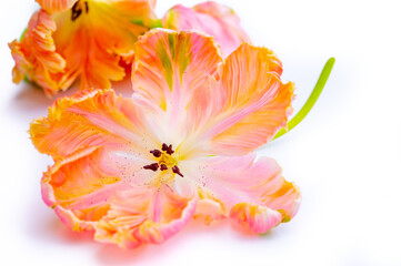 Obraz na płótnie Canvas Colorful pink salmon parrot tulips on white background, floral concept
