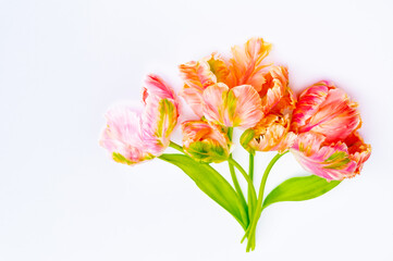 Colorful pink salmon parrot tulips on white background copy space top view