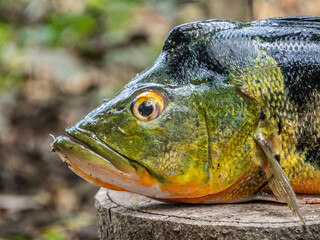 Amazonia, fish