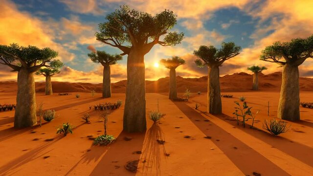 Baobab trees in African landscape in sunset time