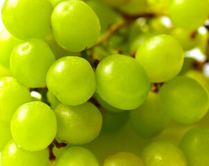 Green ripe grapes macrophotography on a white background