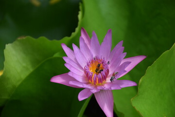 Purple lotus flower is being sucked by honey bees