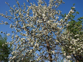 blossoming apple tree