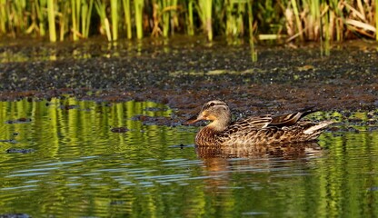 Mallard duck.Natural scene from Wisconsin conservation area.The photo was taken at sunset at the golden hour.