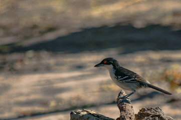 batará mayor​, batará grande, batará blanco y negro, chororó, hormiguero mayor u hormiguero grande, pajaro nego y blanco 