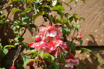 Closeup of the beautiful pink fuchsia in the garden of a house