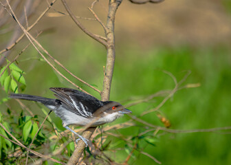 batará mayor​, batará grande, batará blanco y negro, chororó, hormiguero mayor u hormiguero grande, pajaro nego y blanco 