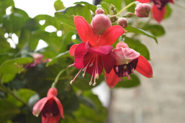 Closeup of the beautiful pink fuchsia in the garden of a house