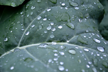 Regentropfen auf Blatt von der Brokkoli-Pflanze im Beet