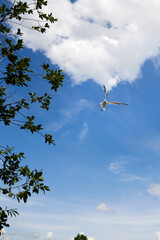Seagull flying fast in the strong wind. Shot at Vollen, Asker, Norway.